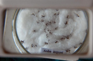 Mosquito da dengue, Aedes aegypti (Foto: DivulgaÃ§Ã£o/AgÃªncia Brasil)