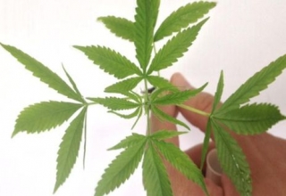 Proposta libera cultivo da Cannabis sativa para uso terapÃƒÂªutico (Foto: DivulgaÃƒÂ§ÃƒÂ£o/PF)