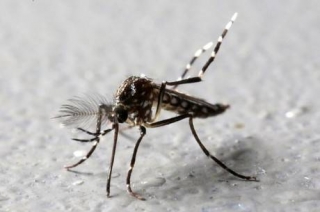 Aedes aegypti transmite dengue, chikungunya e zika (Foto: Paulo Whitaker/Reuters)
