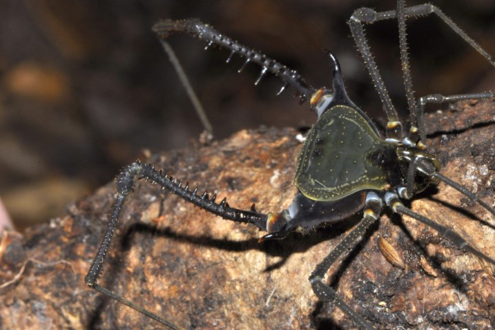 Aracnídeo raro é descoberto em reserva biológica de Minas Gerais