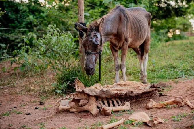 Abatedouro clandestino de cavalos é descoberto em Anápolis; Zezé Di Camargo oferece abrigo para animais resgatados