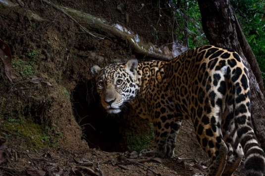 Registro de onça-pintada no Parque do Rio Doce entra na lista das melhores fotos do ano da National Geographic