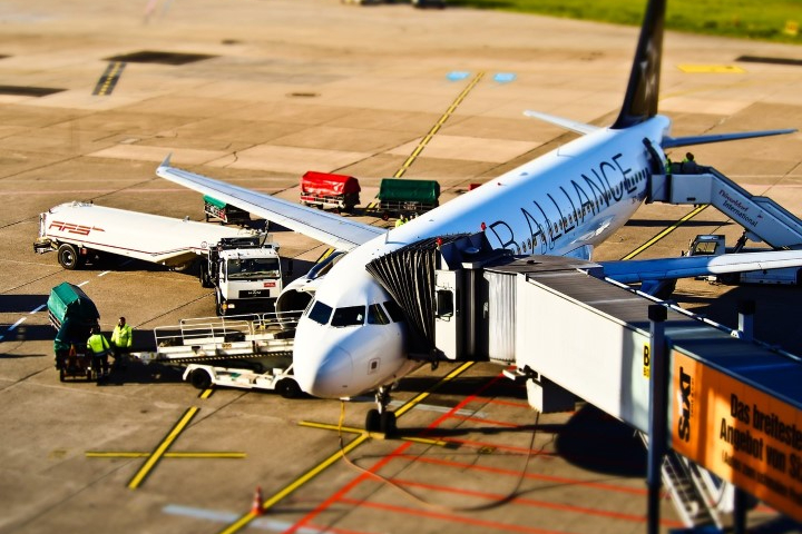 Comissão do governo vai definir regras para transporte aéreo de pets