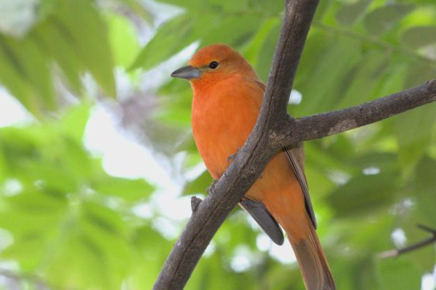 Observação de aves no Parque Jacques Cousteau tem nova edição neste sábado (9)