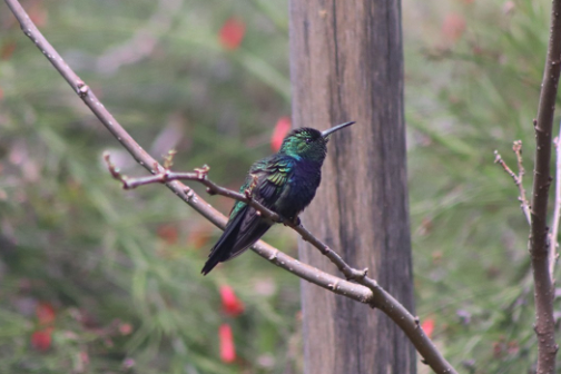 Parque Municipal promove observação de aves neste sábado em evento global de ciência cidadã