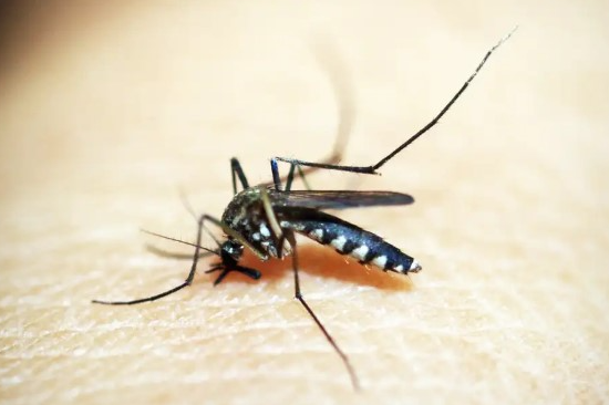 Infectologista do Ipsemg reforça atenção aos sintomas da dengue