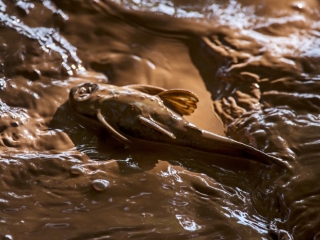 Peixes sofrem com lama da Samarco no Rio Doce (Foto: Leonardo MerÃ§on/Ãšltimos RefÃºgios)