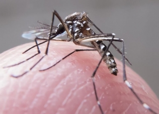 AlÃ©m da dengue, febre amarela e chikungunya, o Aedes aegypti, mosquito transmissor da dengue, tambÃ©m transmite o vÃ­rus Zika (Foto: DivulgaÃ§Ã£o)