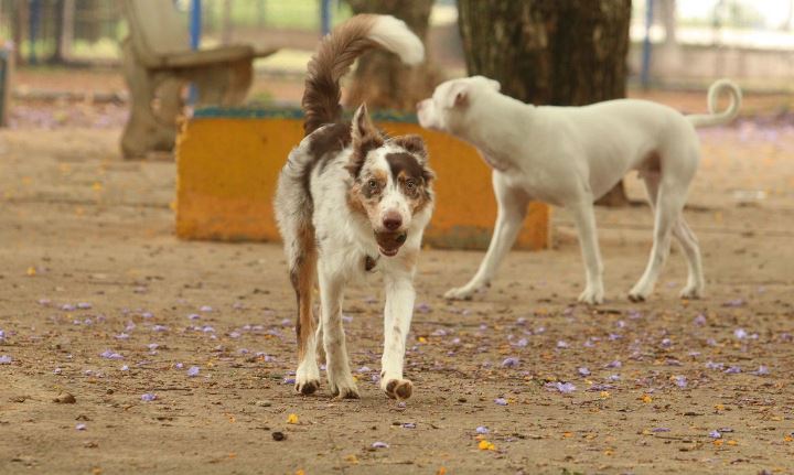 Cães brincam no Parcão, espaço exclusivo para cachorros, na Praça Ayrton Senna do Brasil. - Rovena Rosa/Agência Brasil