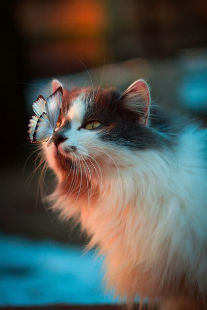 gato brincando com borboleta
