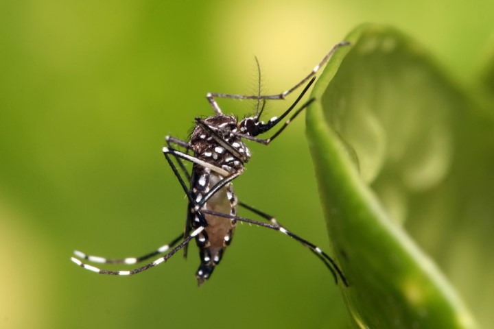 mosquito da dengue