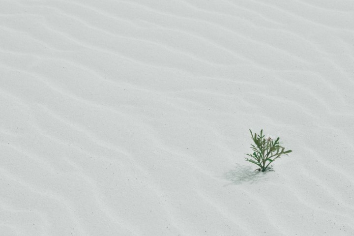 platinha verde em meio ao deserto de areia