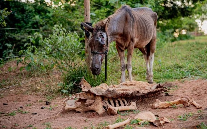 cavalo resgatado em anapolis