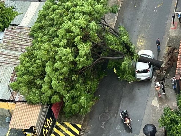 arvore arrancada por temporal em belo horizonte