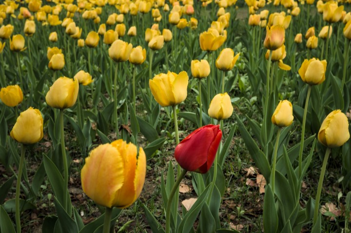 jardim de rosas