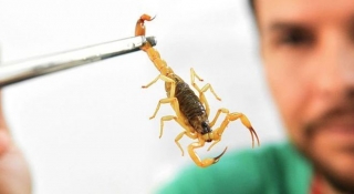 O escorpiÃƒÂ£o-amarelo ÃƒÂ© considerado o mais venenoso da AmÃƒÂ©rica Latina, diz estudo (Foto: DivulgaÃƒÂ§ÃƒÂ£o/MinistÃƒÂ©rio da SaÃƒÂºde)