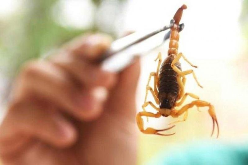 Calor e período chuvoso aumentam ocorrências com animais peçonhentos