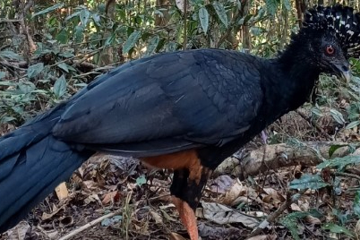 Mutum-do-bico-vermelho retorna à Mata Atlântica após 50 anos extinto no Parque Estadual do Rio Doce