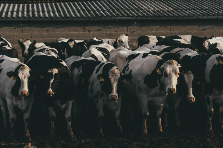Brasil recebe status de país livre de febre aftosa sem vacinação pela OMSA