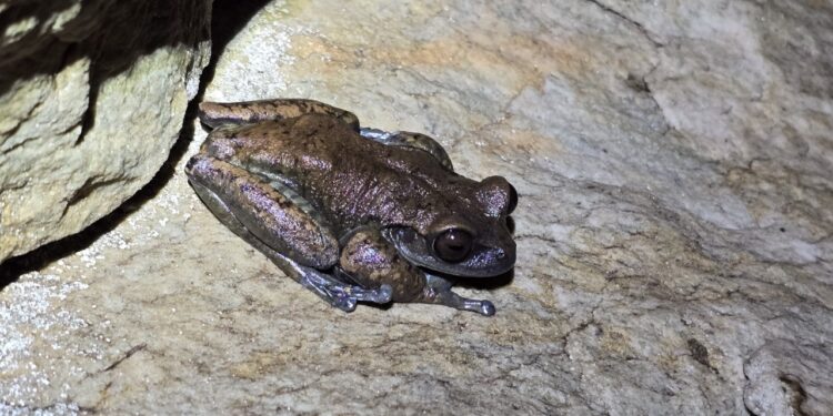 Estudo identifica reprodução de anfíbios em cavernas da Serra do Espinhaço