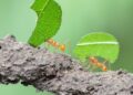 Como vivem as formigas e por que elas são tão importantes para a natureza