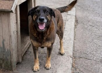 Caso Orelha mobiliza moradores, ONGs e autoridades após morte de cão comunitário em Florianópolis