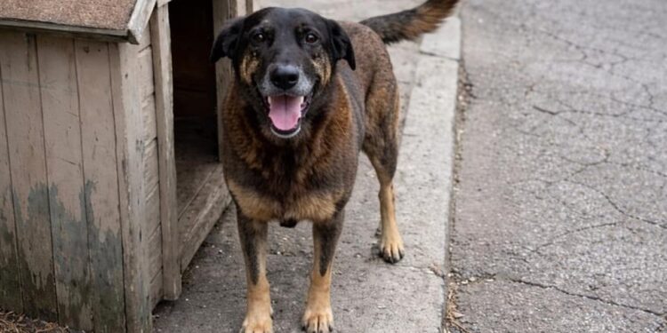 Caso Orelha mobiliza moradores, ONGs e autoridades após morte de cão comunitário em Florianópolis