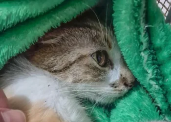 Mulher é presa após jogar gata do 12º andar em Curitiba