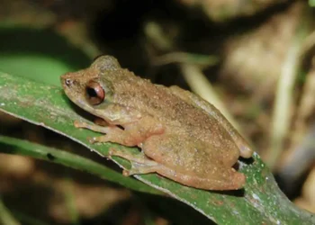 Nova espécie de perereca é descoberta no Cerrado de Minas