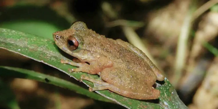 Nova espécie de perereca é descoberta no Cerrado de Minas