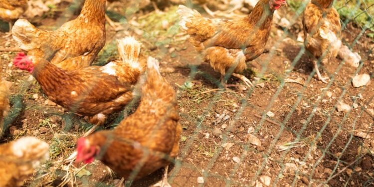 Simples no prato, surpreendente na origem: o caminho do ovo até sua mesa