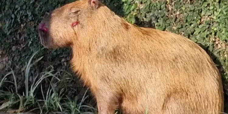 Homens que espancaram capivara no Rio viram réus por maus-tratos