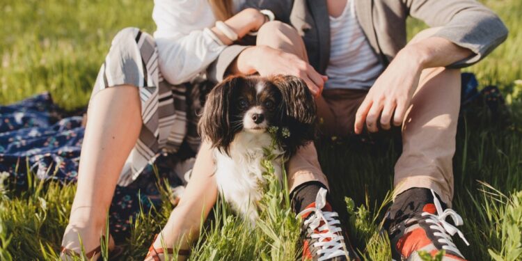 Nova lei cria guarda compartilhada de pets após separação