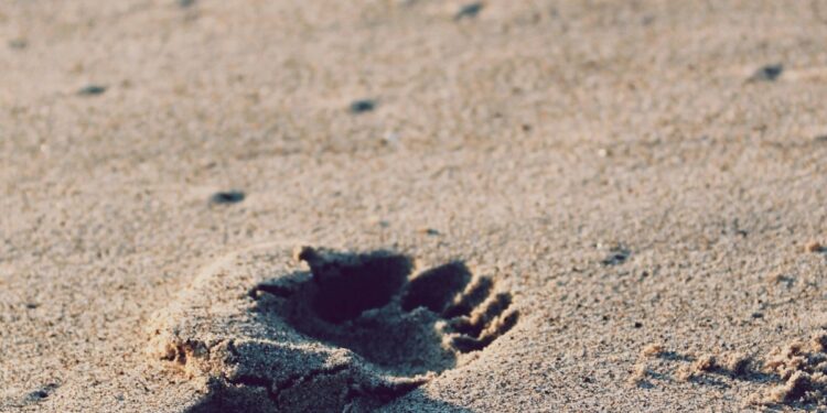 PROCURA-SE: ALGUÉM BONITO, INTELIGENTE, COMPREENSIVO E … DISPONÍVEL.