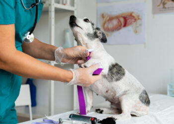 Exercício ilegal da medicina veterinária passa a ser crime no Brasil