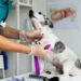 Exercício ilegal da medicina veterinária passa a ser crime no Brasil