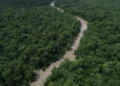 Desmatamento cai 41,8% na Amazônia e 23,8% no Cerrado em um ano