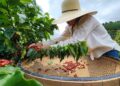 Do café gigante do Pará aos grãos especiais de Minas: a evolução do café brasileiro