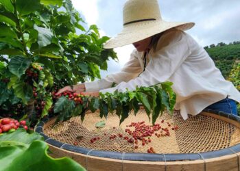 Do café gigante do Pará aos grãos especiais de Minas: a evolução do café brasileiro