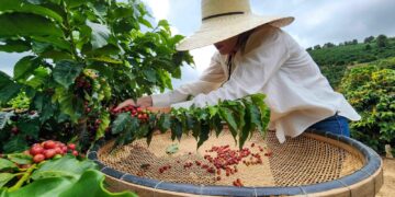 Do café gigante do Pará aos grãos especiais de Minas: a evolução do café brasileiro